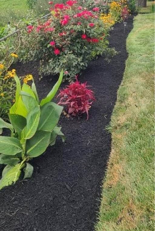 Flower bed with roses and fresh black mulch along a lawn edge