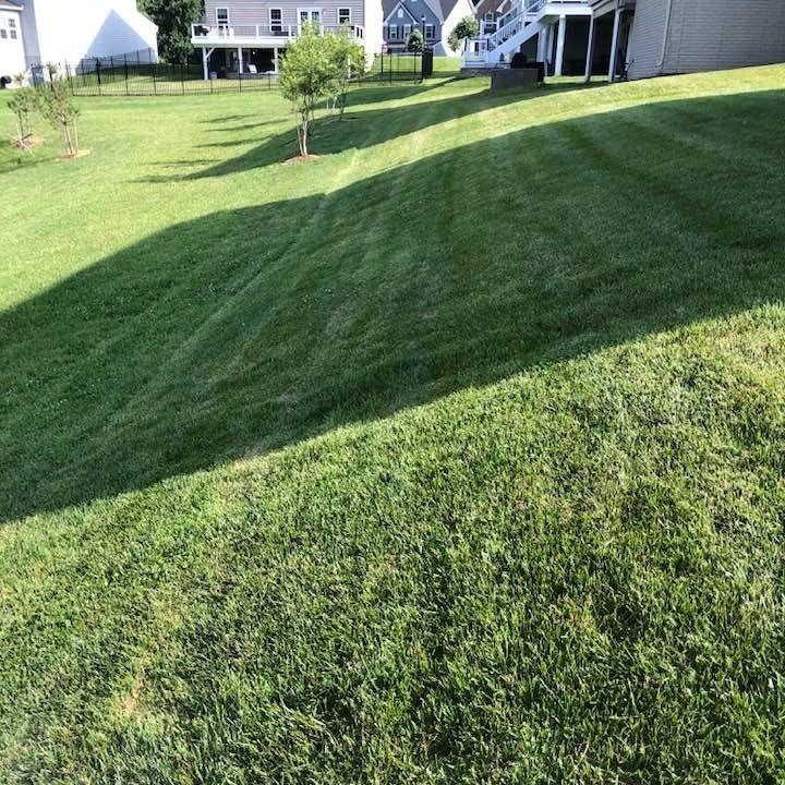 Thick, freshly mowed lawn with mowing stripes on a slope